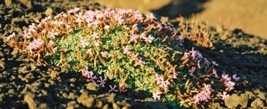 Etna