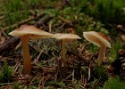 IMG 0655a