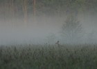 IMG 6014