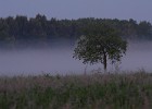 110604_gredzina