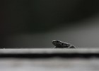 IMG 2547