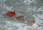 IMG 4116