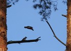 IMG 4504