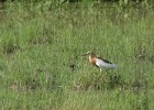 IMG 9691