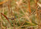 IMG 5396
