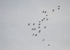 IMG 5626