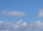 IMG 0058