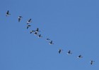 IMG 0067