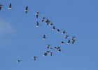 IMG 0074