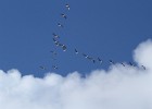 IMG 0084