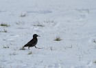 IMG 0117