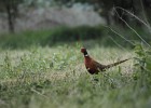 130526_gredzina