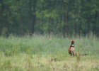 IMG 4279