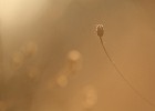 IMG 7419