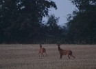 IMG 4182