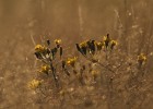 IMG 4980