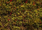 IMG 9776