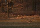 IMG 3008