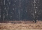 IMG 5531