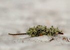 IMG 8511