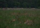 IMG 9189