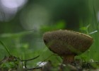IMG 0520