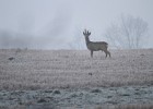 IMG 6243
