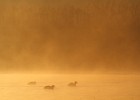 IMG 7436