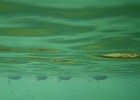 IMG 8303