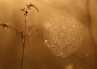 IMG 8792