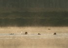 IMG 8830