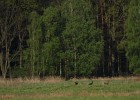 IMG 8906